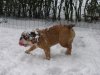 Max in de sneeuw dec 2010