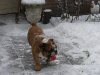 bulldog max in de sneeuw met bal