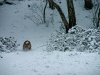 bulldog floyd in actie in de sneeuw
