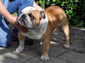 Engelse Bulldog reu Floyd, een heerlijke knuffelbeer
