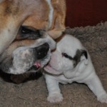 bulldogpup en zijn moeder