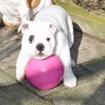 english bulldog pup with ball